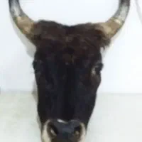 دیوار کوب طبیعی