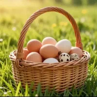 فروش تخم نطفه دار و خوراکی مرغ ، اردک ، بلدرچین