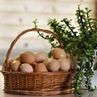فروش تخم مرغ محلی تازه