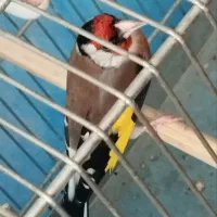 سیره|پرنده|سنندج, |دیوار