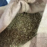 فروش ویژه دان قهوه روبوستا ویتنام (سبز و رست شده )