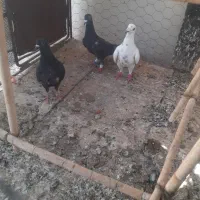 کبوتر پلاکی ماده