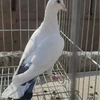 برنج ایرانی معاوضه باکبوترشهرستانی نر