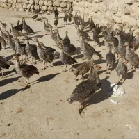 بوقلمون زمانتی محلی سرحال و سالم