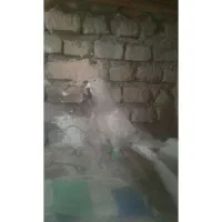 هفترنگ دمسفید