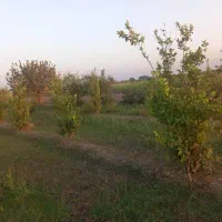 350 کیلو گندم