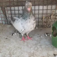 کفترماده سینه سرور