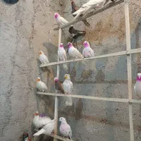 کفتر پرشتی