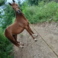 اسب مادیان