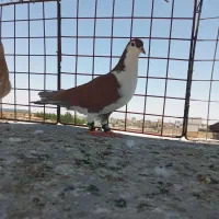 دو عدد ساده
