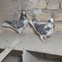 یجفت جوجه قاره دم سفید بدون خال غلط