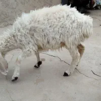 گوسفند