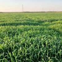 گندم تمیزدرج یک   بذ ری قیمت ۵۵تومان