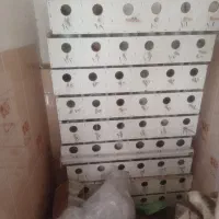 لانه پرنده