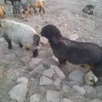 بره قوچی