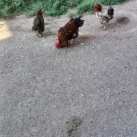 مرغ و خروس