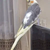 عروس هلندی نر مست
