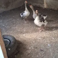غاز