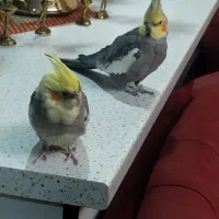 دوتاعروس هلندی نروماده