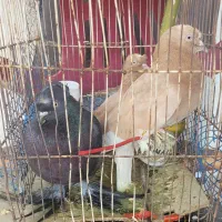 کبوتر پاپر
