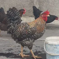 ۱ عدد خروس چاق