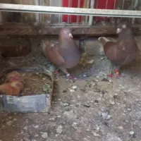 کبوترانگلیسی پرشی