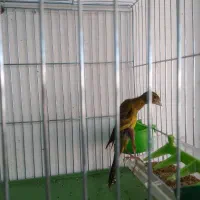 قناری جیبر چمنی نر مست روانی