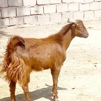چپش چاق با بز اوست