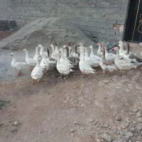 23 عدد غاز محلی