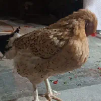 دو مرغ تخم گذار