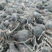 فروش عمده پیاز نرگس ژونکی مستقیم تولیدکننده
