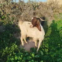 بز نژدی|حیوانات مزرعه|دزفول, |دیوار