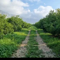 زمین کاسکان گلستان در حد 150 متر یا 200 مترباغچه