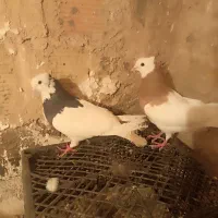 طوقی هفت رنگ نر ماده