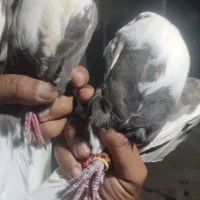 کبوتر