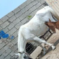 گمشده