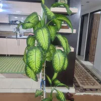 گیاه دیفن