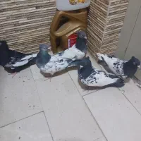فروش دوجفت کفتر