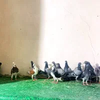 کبوتر جوجه همه ۴.۵ پر از تاب در اومدن