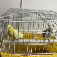 طوطی عروس