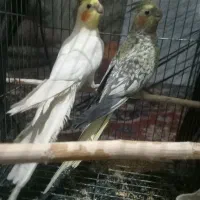 س عروس هلندی نرو ماده جفتشون دستی