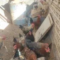 خروس جوان
