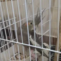 عروس هلندی یک جفت