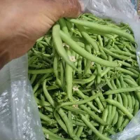 لوبیا سبز تازه