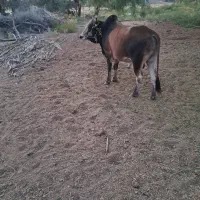 فروش جلب