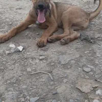 توله سرابی ۳ماهه