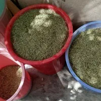 آویشن کوهی