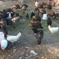 بوقلمون