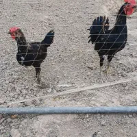 ۲عددخروس گلین مرغ گیرزیبااذان بده ازهمه نظرخوب