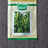 بذر خیار گلخانه ای پرگل گالاردو ۵۰۰ عددی